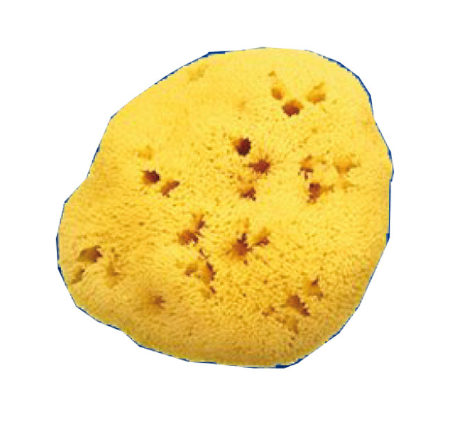 Natural sponge holes l 8/9 5 cm