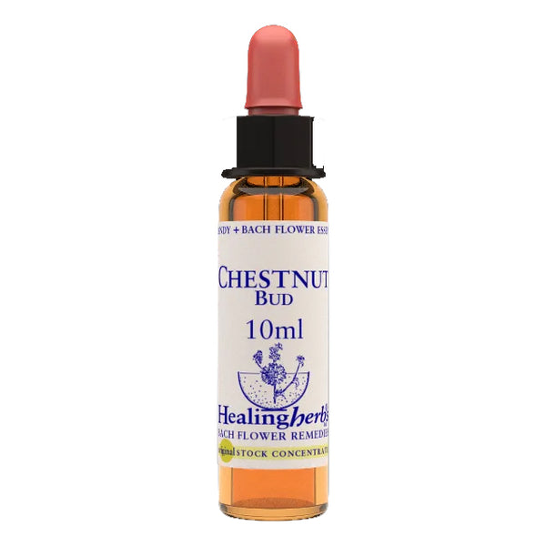 Chestnut bud essenza 10 ml 1 pezzo