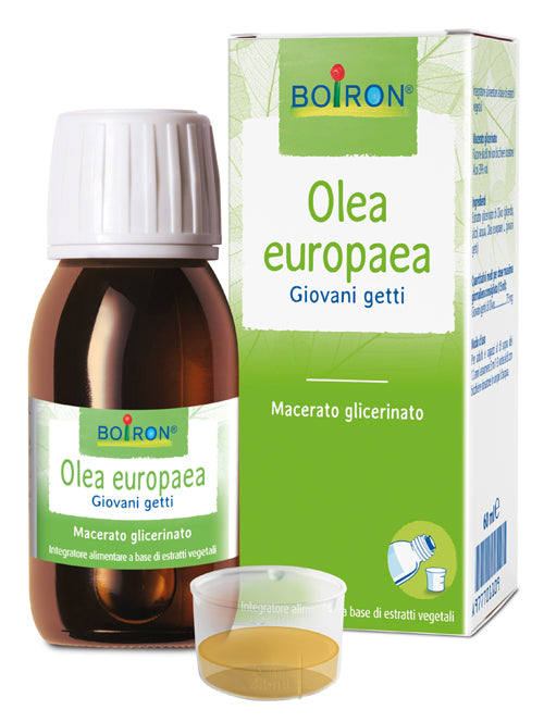 Olea europaea macerado de glicerina 60 ml int